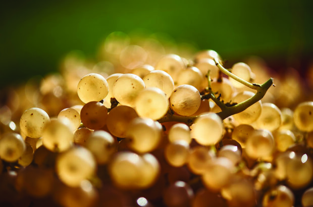 Central and Eastern Europe’s grape varieties