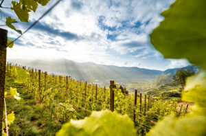 Rohregger Alto Adige vineyard
