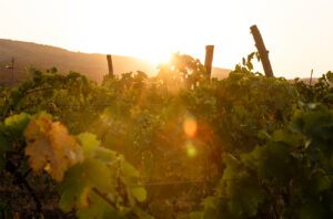 Vineyards in Kakheti. Credit: Miles Willis