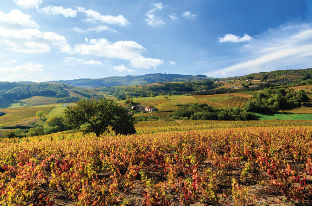 Beaujolais wine travel guide
