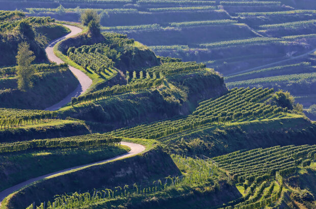 Vineyards in Germany's Kaiserstuhl area