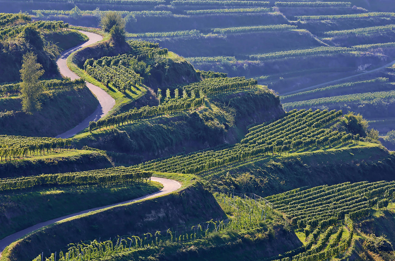 Andrew Jefford Investigates: Is Germany truly the new 'Pinot Paradise' for wine Lovers?
