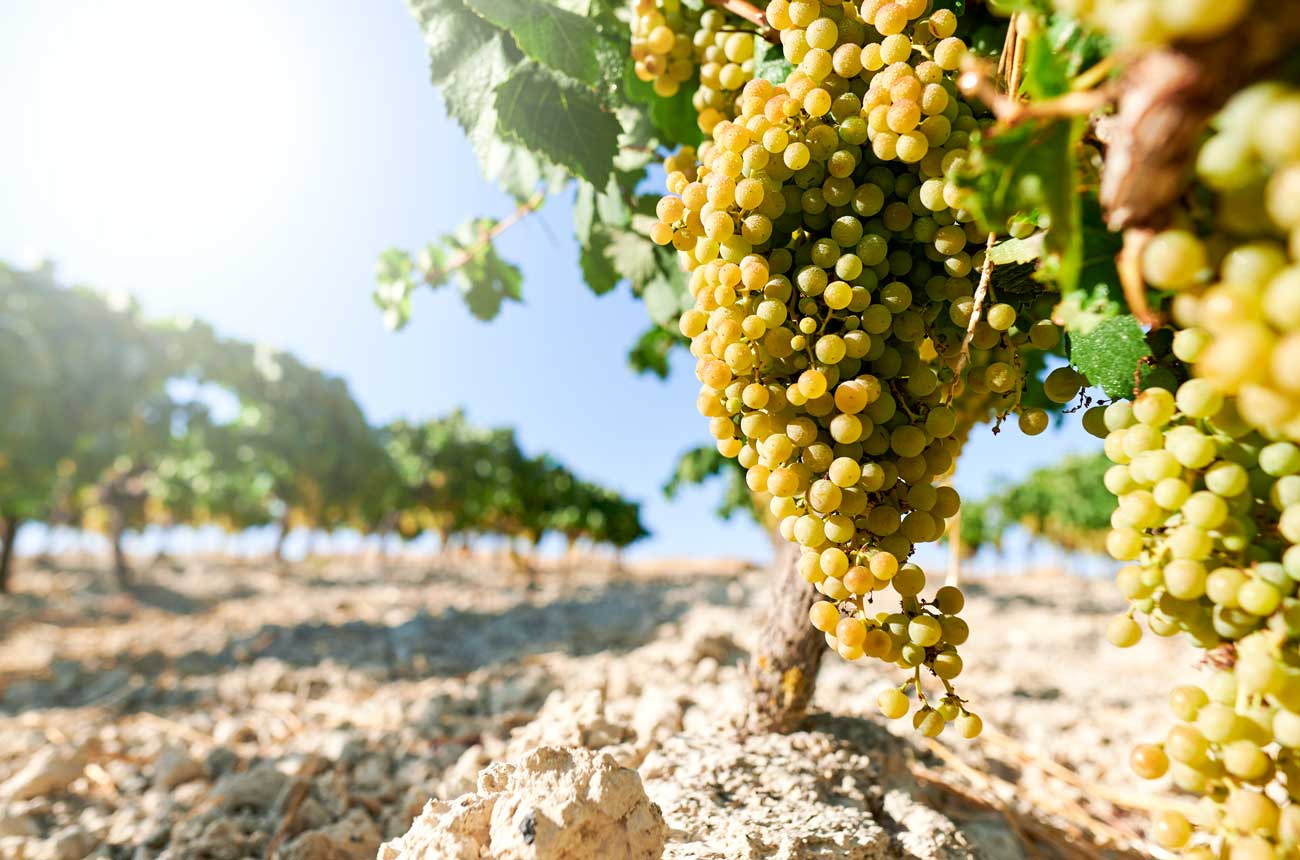 Ferran Centelles: ‘Spain deserves more dynamism, more ambition, more recognition’