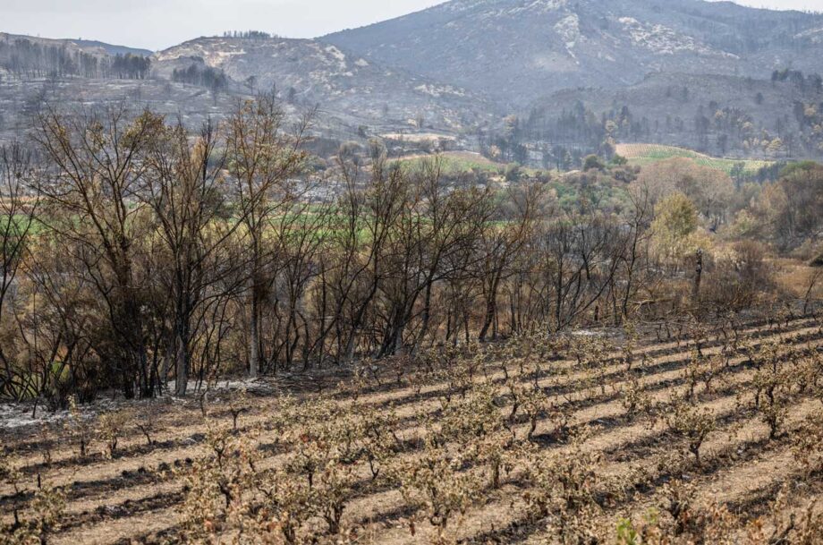 Burnt vines in the Aude department of Southern France following a wildfire in August 2025.