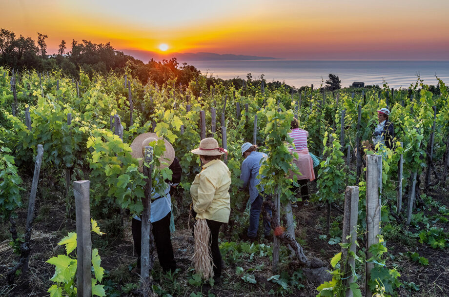 Summer pruning Milo Etna Superiore Alamy 2R1RABK
