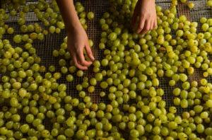 Making gooseberry eau-de-vie at Capreolus Distillery 