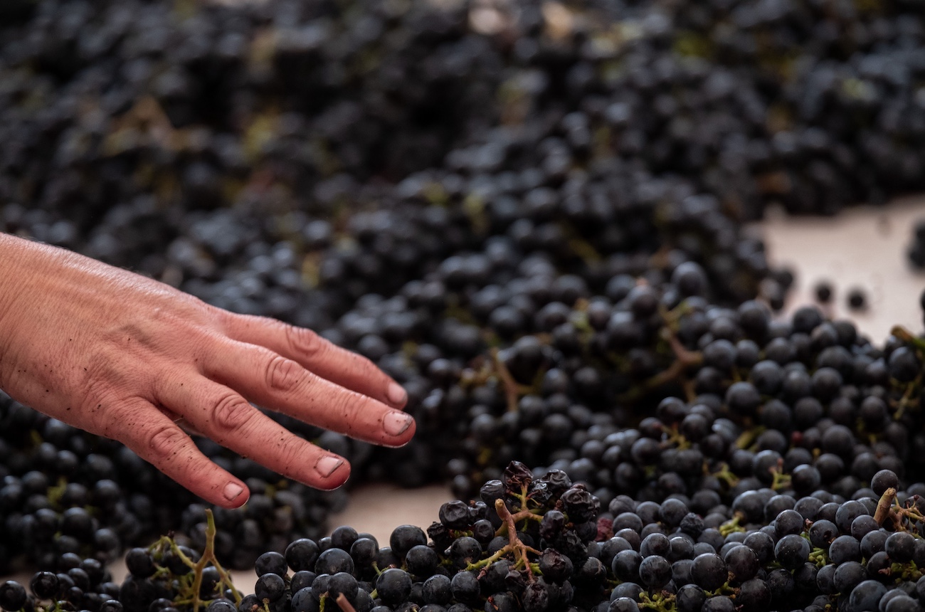 Decanter Cellar: 20 top-rated Merlots
