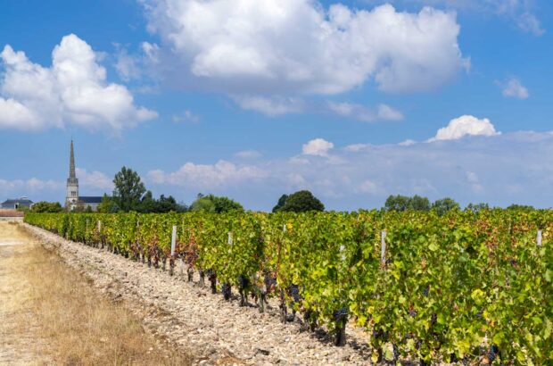 Vineyard scene in St Julien, Bordeaux