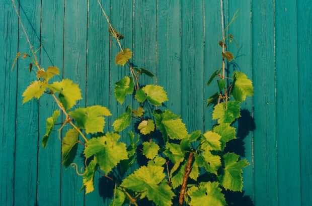 Rest of the World 2025