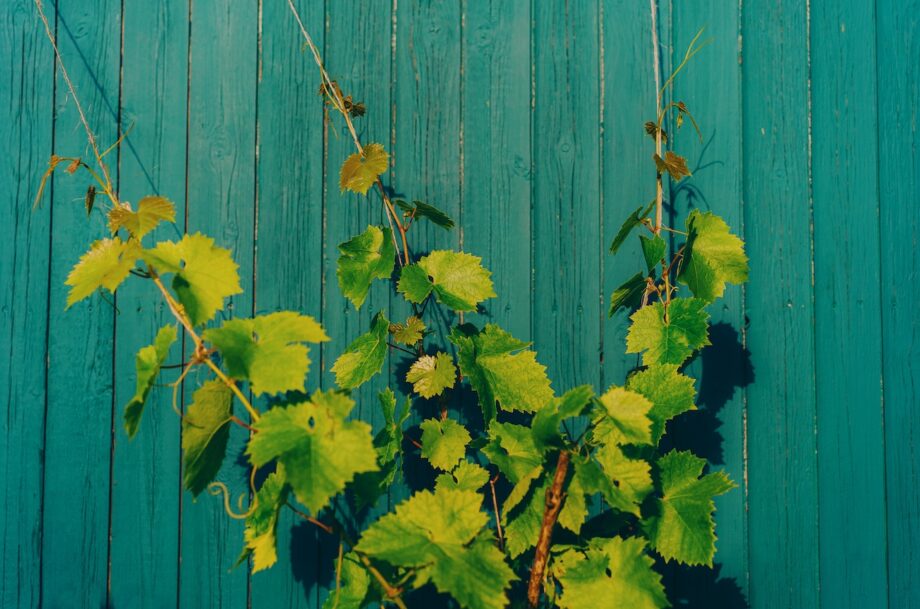 Rest of the World 2025