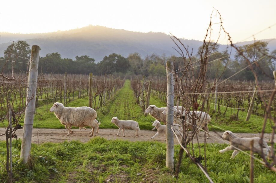 South America wines 2025