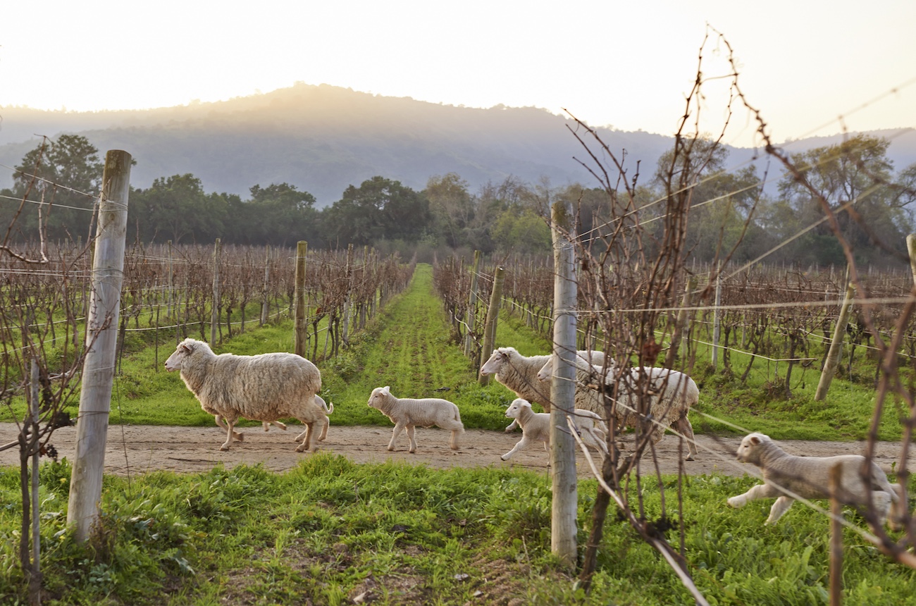 Wines of the Year 2025: South America