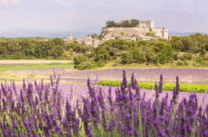 Lavender field, AOC vineyards and Grignan Castle