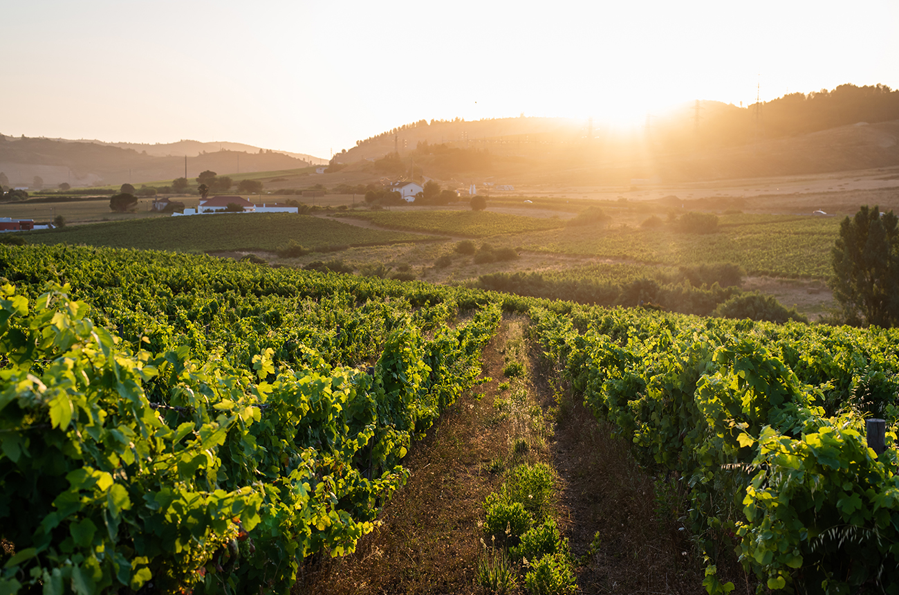 Expert’s Choice: 18 wines from Lisboa crafted with soul