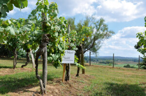 Plaimont’s Tardif vineyards