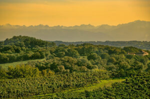 The Saint Mont vineyard in the Pyrenean foothills.