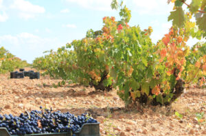 Harvest time in the region.