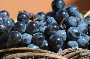 Freshly harvested berries.