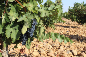 Old vines in DO Toro