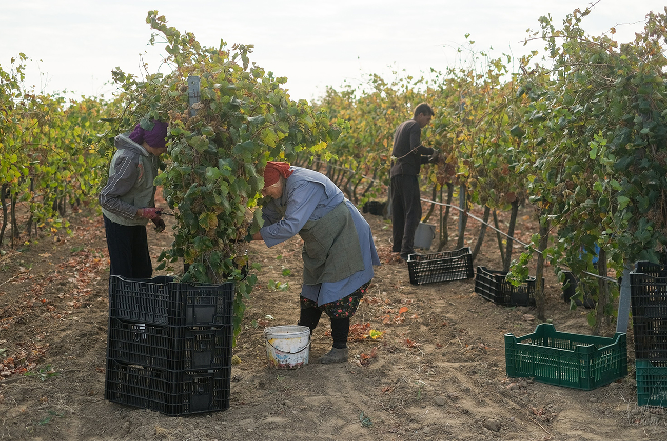 Vineyard harvest shots by the late wine photographer Arsen Fedosenko.