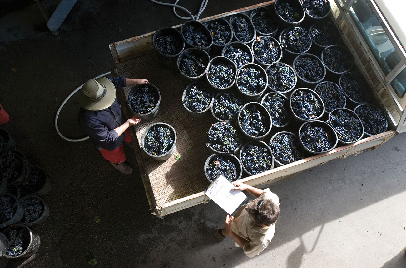 Shiraz story: Uncovering Australia’s top regional signatures