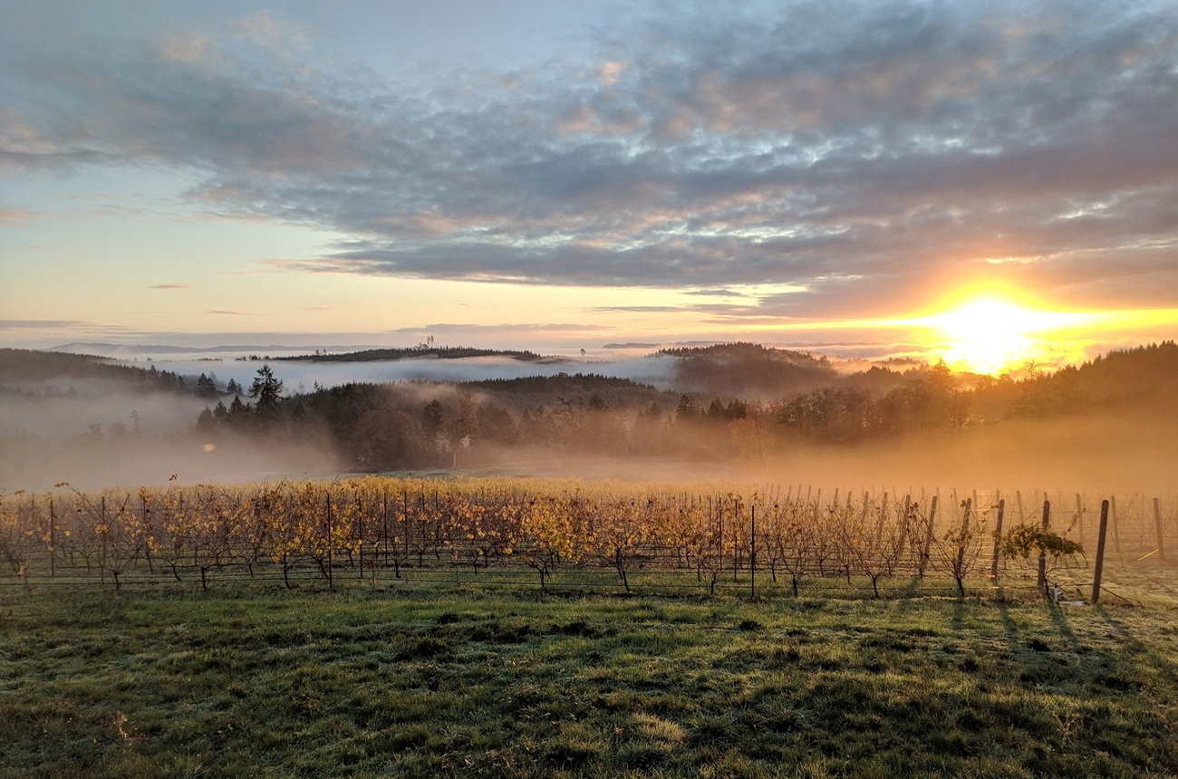 Which is the best American cool-climate Pinot Noir – Oregon or the Sonoma Coast?