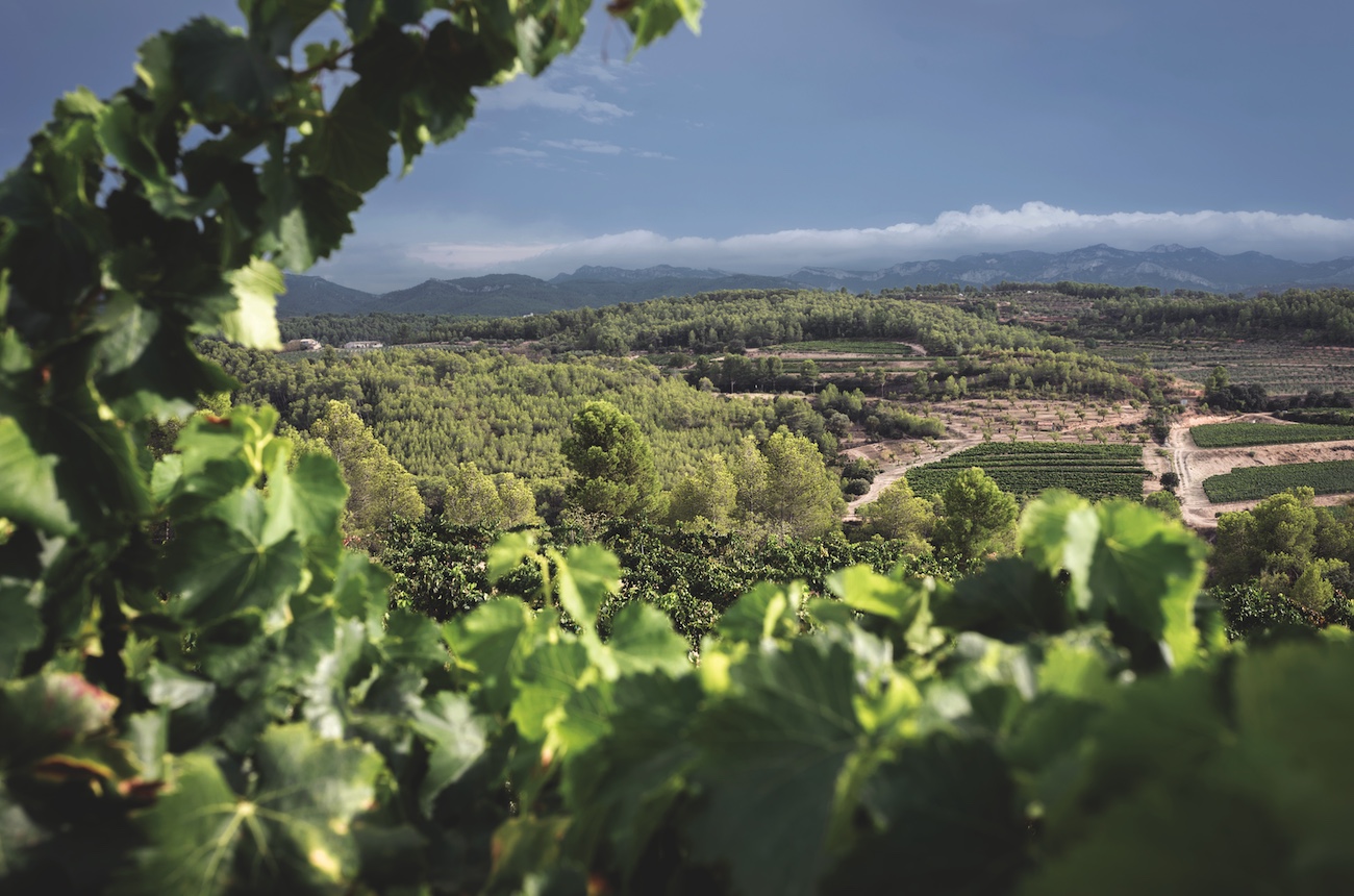 Four small Spanish wine regions with famous next-door neighbours