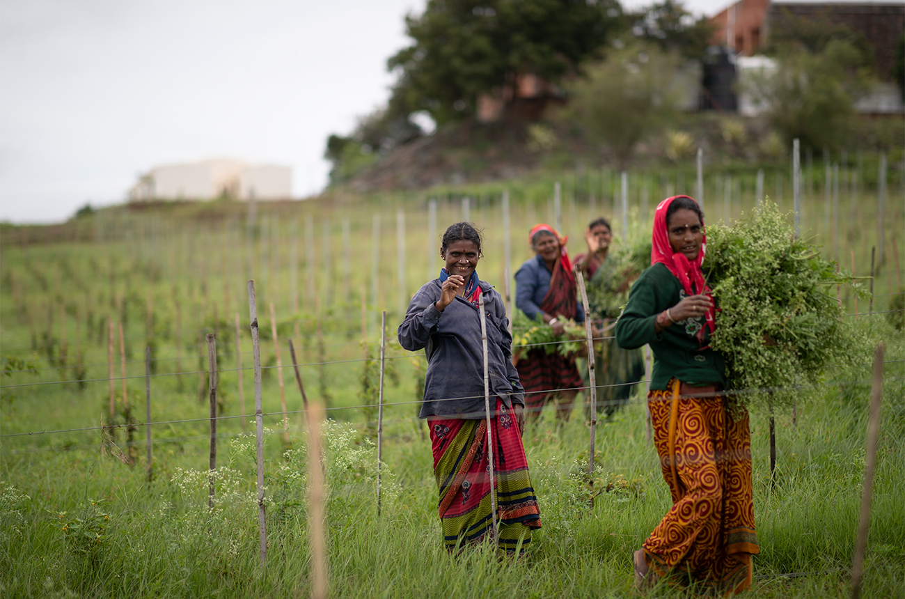 Indian wine in five facts and five wines