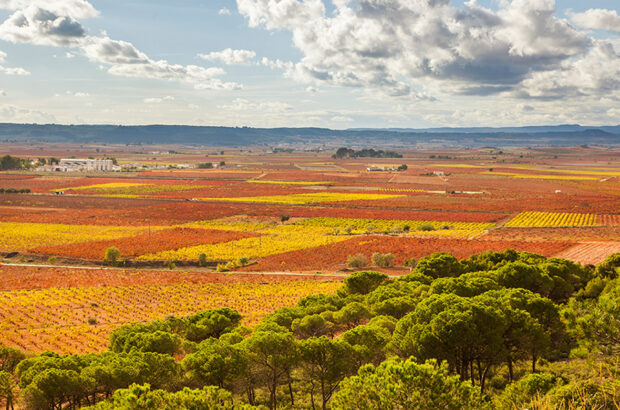 Landscape with yellow and orange vines and greenery in the foreground