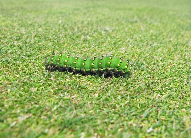 The caterpillar of an emperor moth joined us on the 11th green
