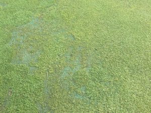 Bellerive Greens Burnt And Crusty For USPGA