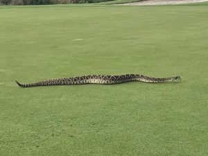WATCH: Huge RattleSnake Slithers Across Golf Course Putting Green