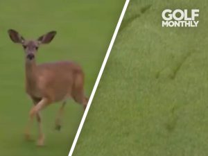 WATCH: Deer Damages Green At Pebble Beach