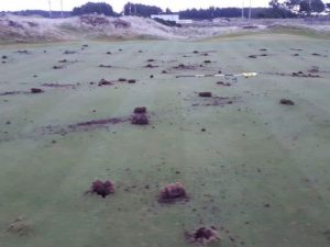 Top 100 Course Western Gailes Has Multiple Greens Vandalised