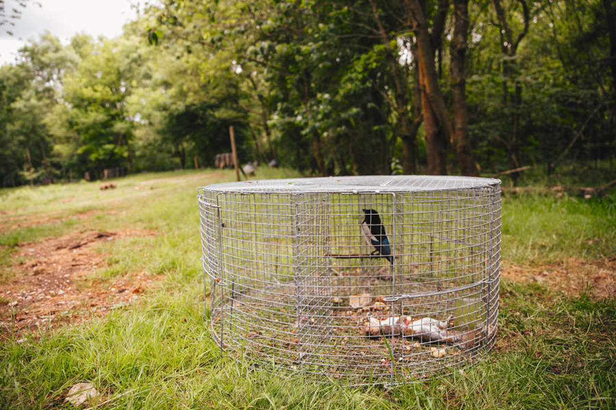 Call bird how to catch your first one for a Larsen trap