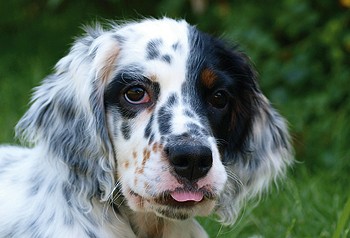 english setter working