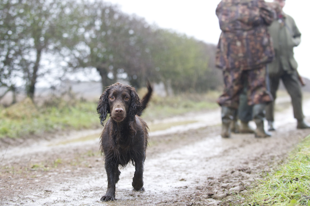 Rabbiting with a cocker spaniel and long-netting out in the field - Vimarsana News