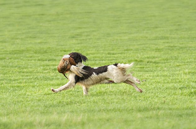 trained springer spaniel