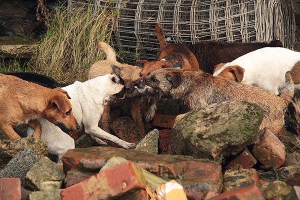 patterdale terrier ratting