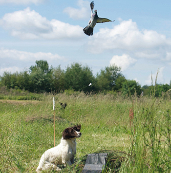 can i use pigeons to train bird dogs