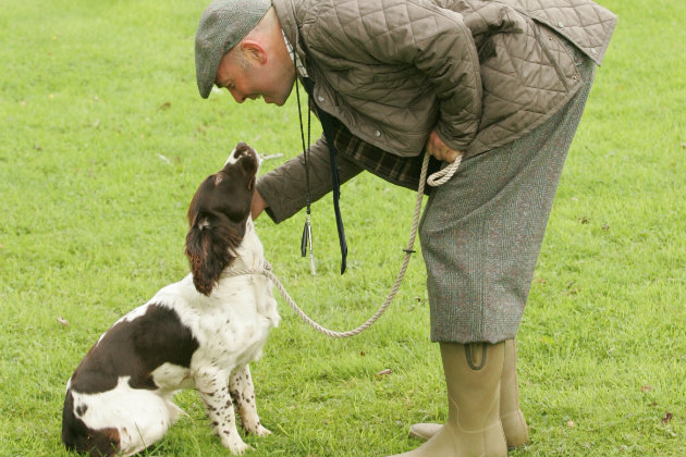 springer spaniel in training