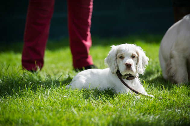 spaniel puppy