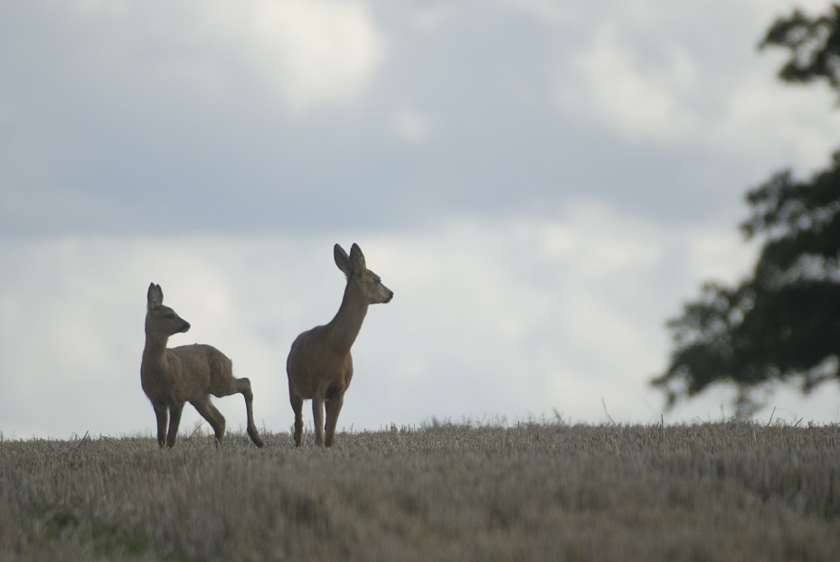 Do deer scent 'attractants' work in the UK? Shooting UK