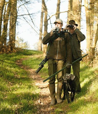 Roe Deer in Wales - Shooting UK