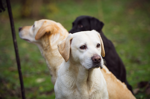 do gun dogs make good pets