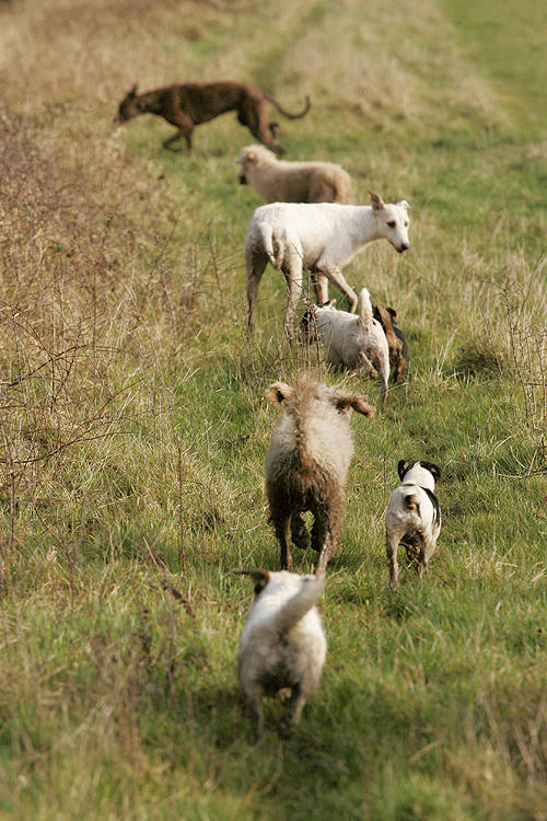 Hunting rabbits with dogs on the Downs Shooting UK