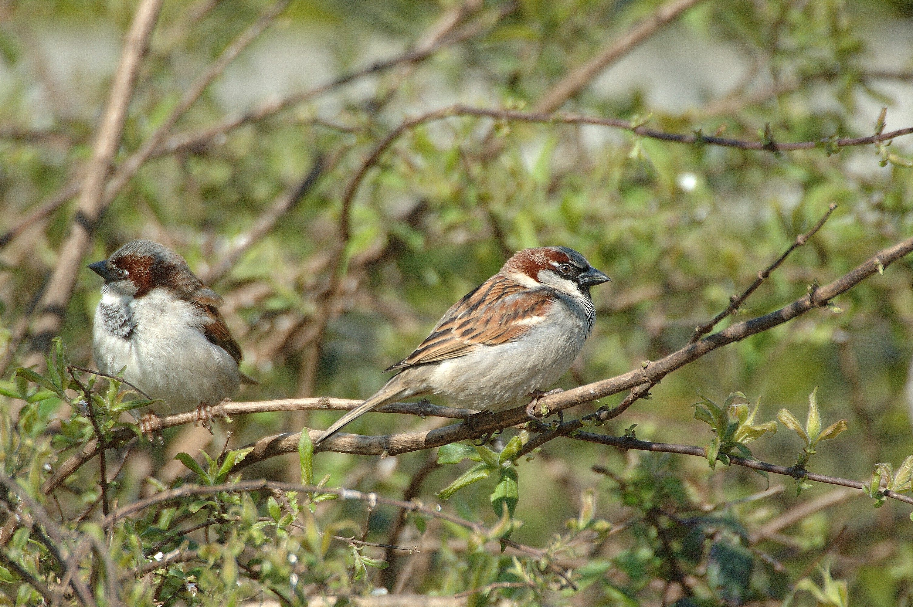 When sport meant sparrows Shooting UK