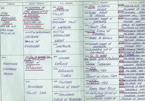 Kennel club 2025 5 generation pedigree