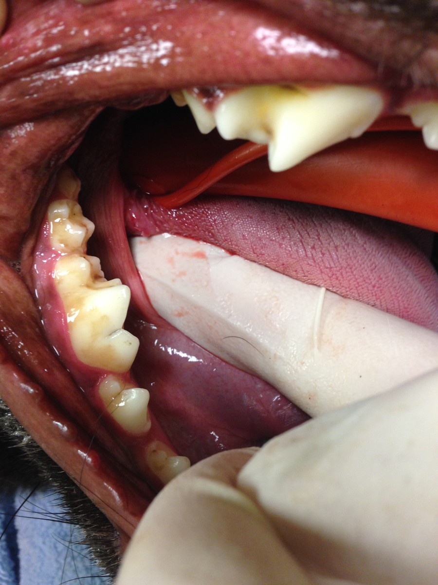 Dangers of throwing sticks for dogs Shooting UK