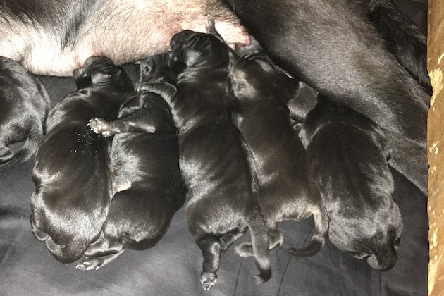 Birthing Dogs What To Expect When Your Gundog Bitch Gives Birth